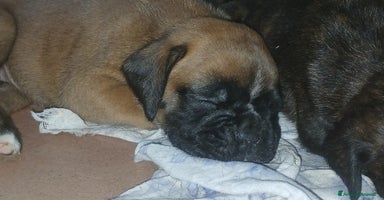Boxer cani a Provincia di Bergamo - Annuncio 16