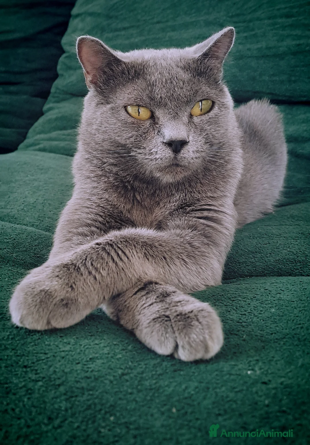 Certosino gatti in vendita: Gattini Certosini - Annuncio 1