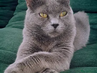 Certosino gatti Gattini Certosini - Annuncio 1