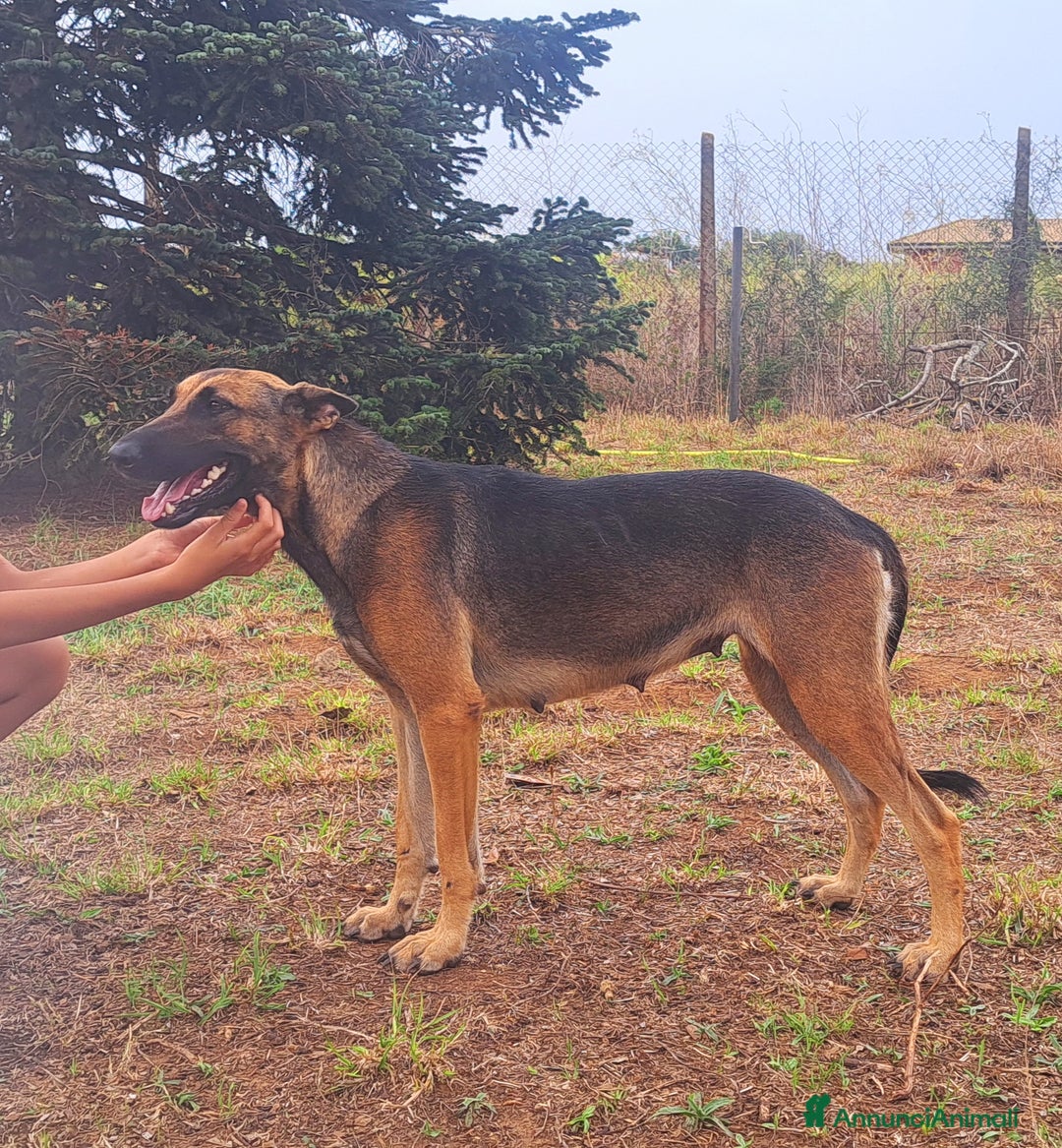 Pastore Belga cani in vendita: Pastore belga Malinois - Annuncio 3