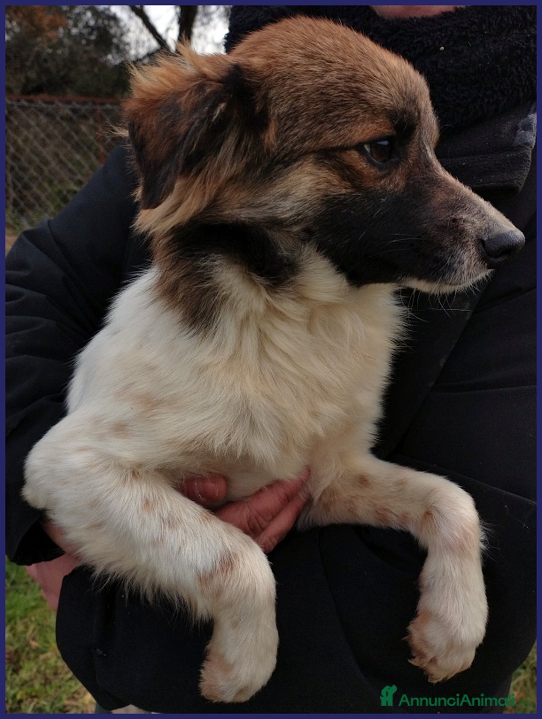 Meticcio cani in regalo: METZCAL CUCCIOLONE 9 MESI TG PICCOLA CERCA FAMIGLI a Città metropolitana di Milano - Annuncio 6