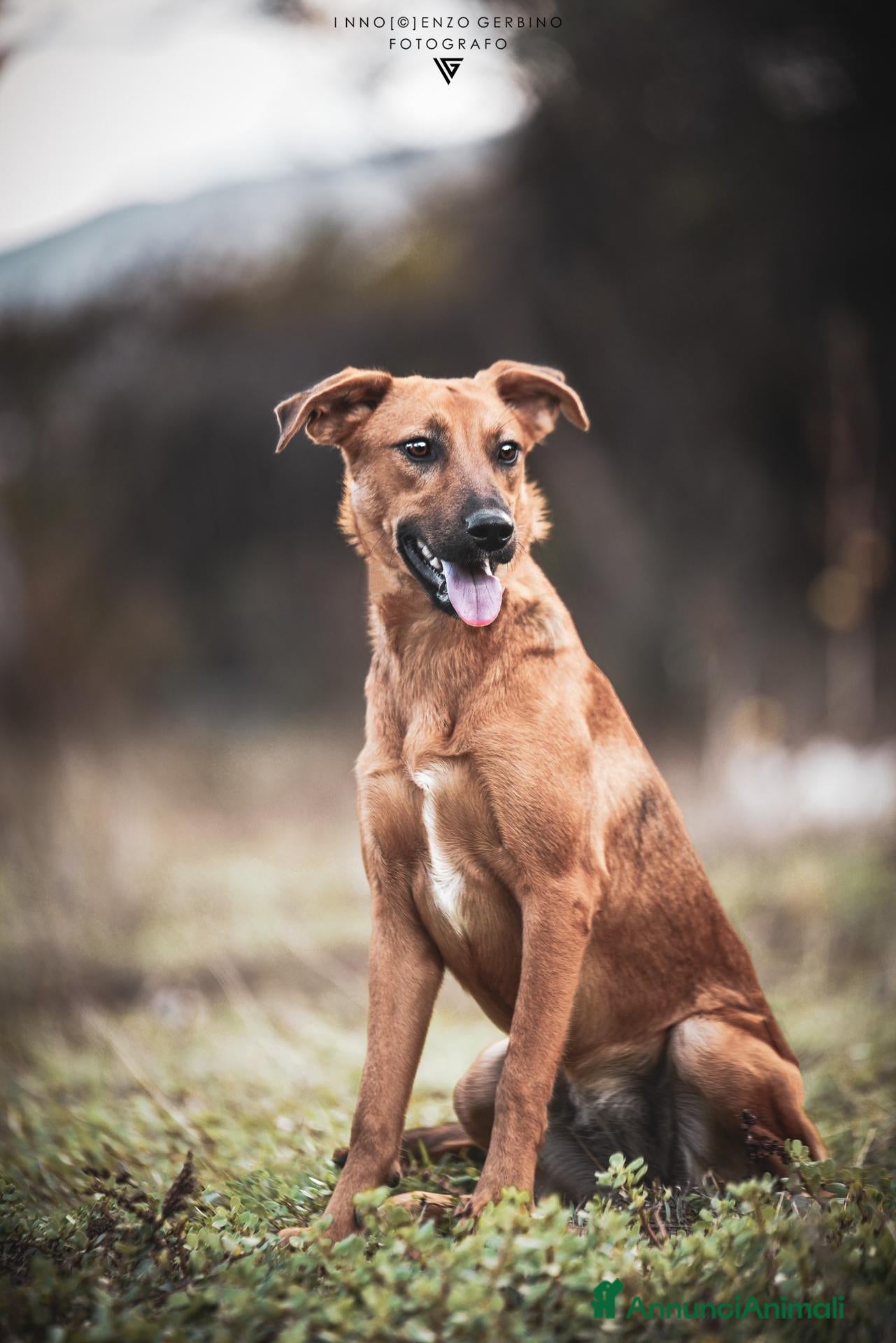 Meticcio cani Margot dolcissima cagnolina cerca adozione - Annuncio 14