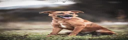 Meticcio cani in regalo: Margot dolcissima cagnolina cerca adozione a Città metropolitana di Milano - Annuncio 1