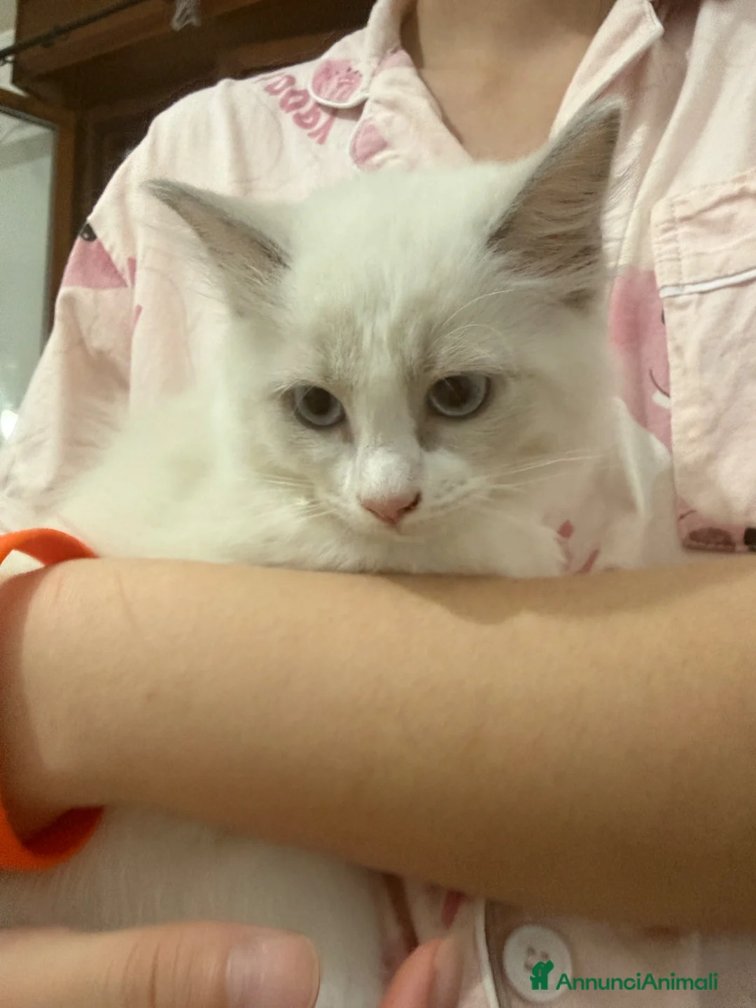 Ragdoll gatti in vendita: Cuccioli Ragdoll Blue bicolor a Provincia di Padova - Annuncio 3