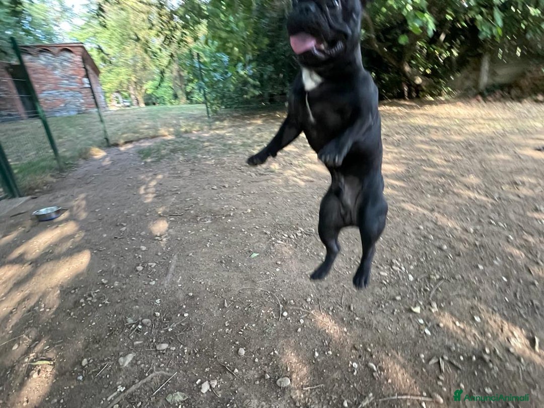Bulldog Francese cani per accoppiamento: Bulldog francese maschio per accoppiamento - Annuncio 3