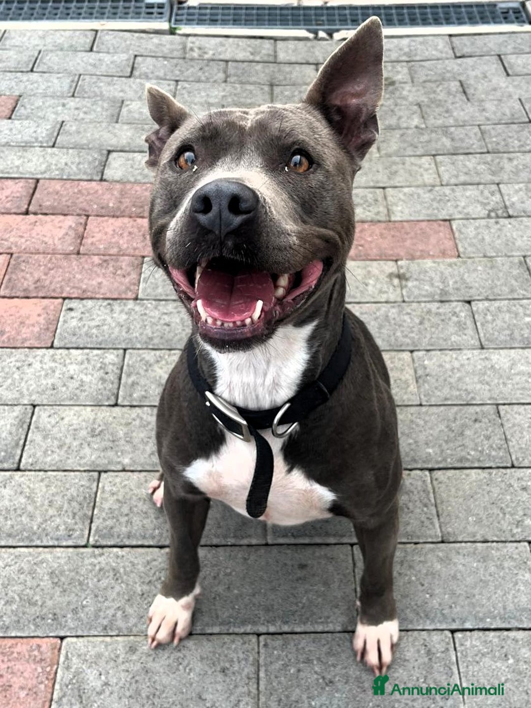 Meticcio cani in regalo: DAISY PIT BULL - Annuncio 6