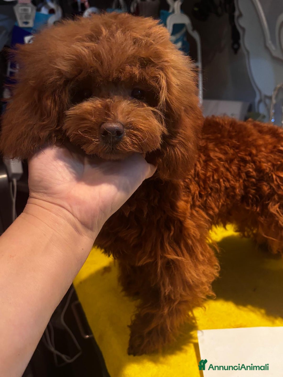 Barboncino Toy cani in vendita: Barboncino Toy di 6 mesi  - Annuncio 5