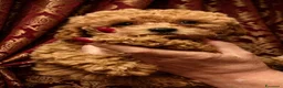 Barbone cani in vendita: barboncina - Annuncio 5