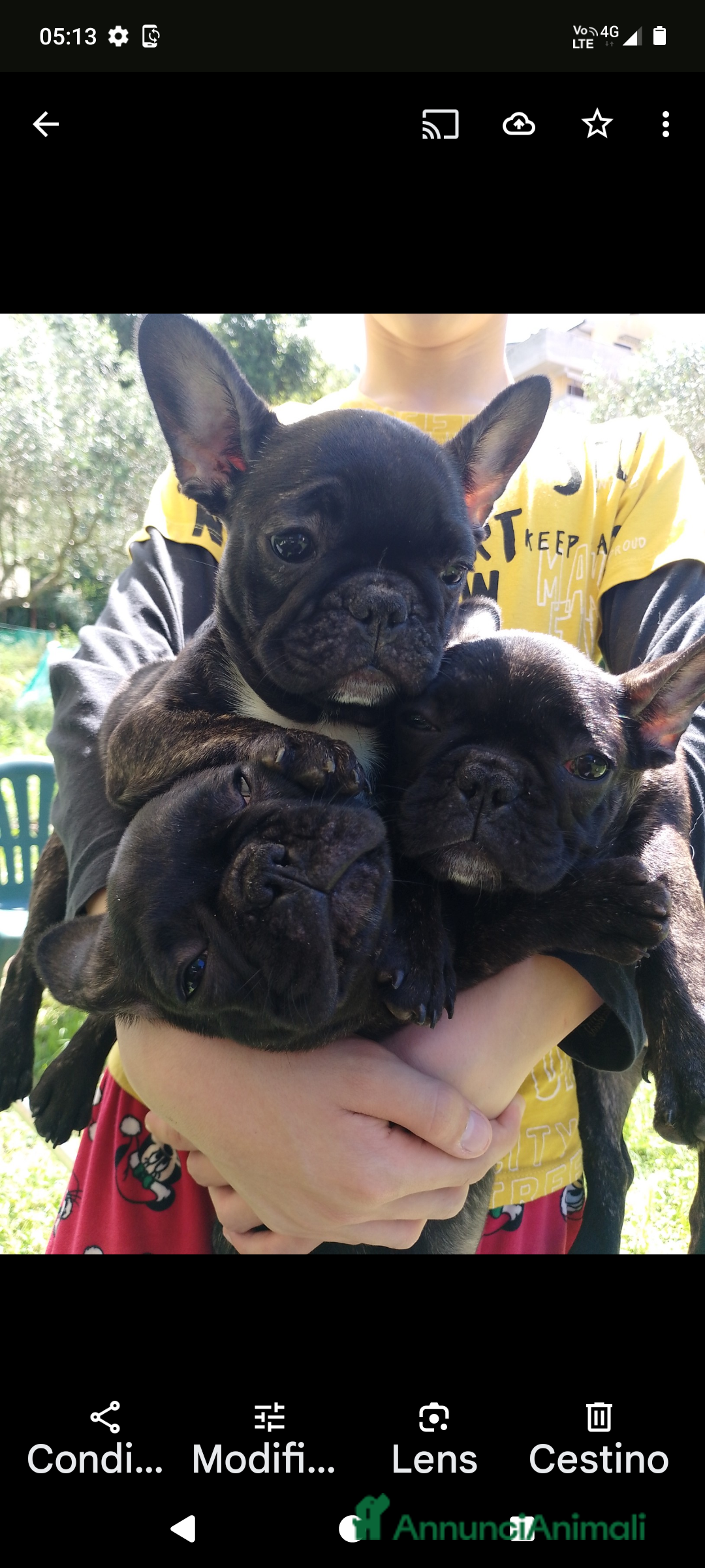 Bulldog Francese cani in vendita: Bellissimi cuccioli di bouledogue francese  a Provincia di Massa e Carrara - Immagine 2
