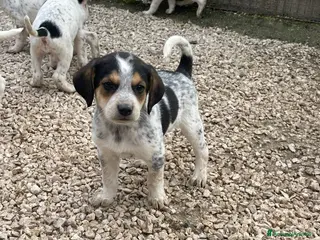 Meticcio cani CLEMENTINA e SIRYA - Annuncio 5