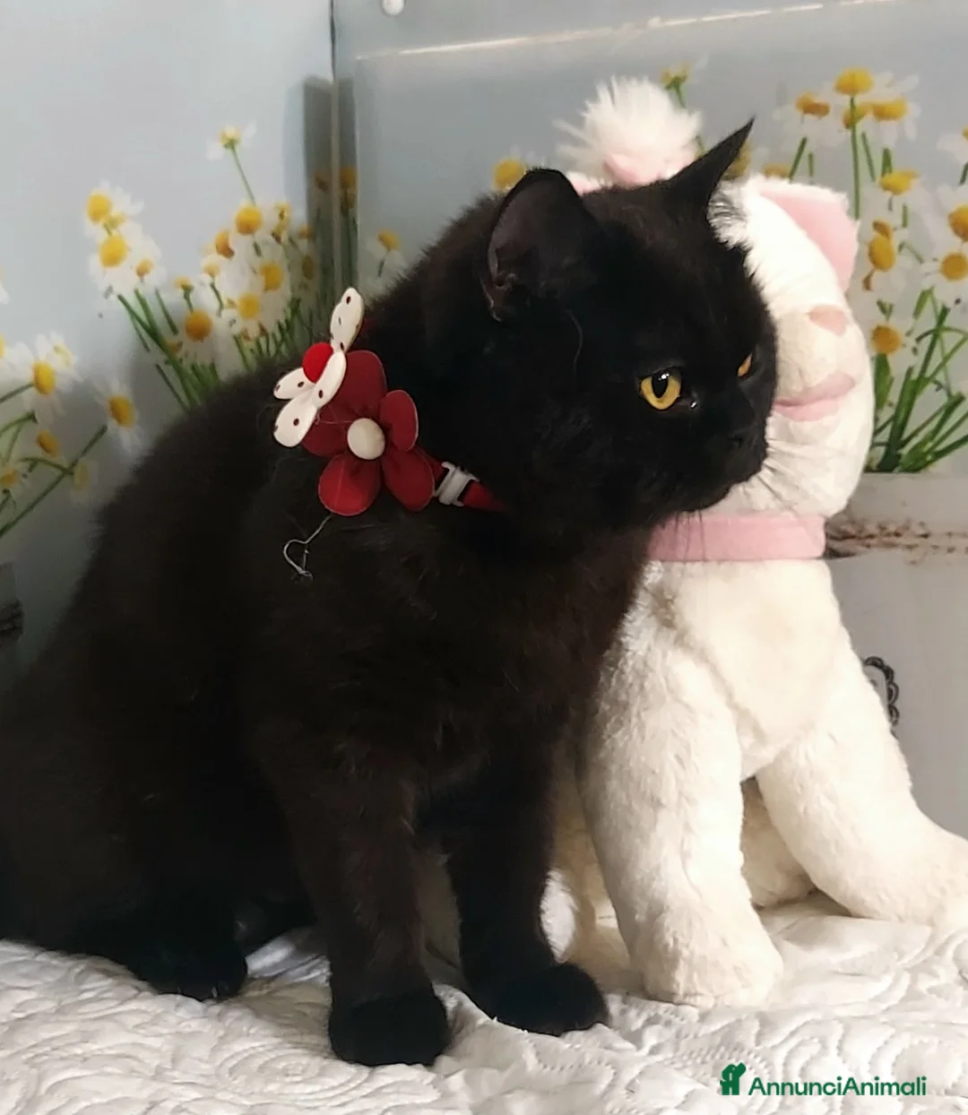 British gatti in vendita: British Shorthair Lori - Annuncio 7
