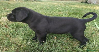 Cane Corso cani a Città Metropolitana di Bologna - Annuncio 8