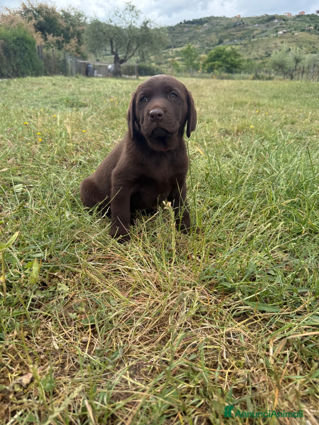 Labrador cani in vendita: Cucciolo Labrador Choco  - Annuncio 2