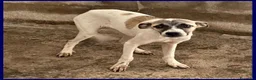 Meticcio cani in regalo: ROMA una timidina - Annuncio 2
