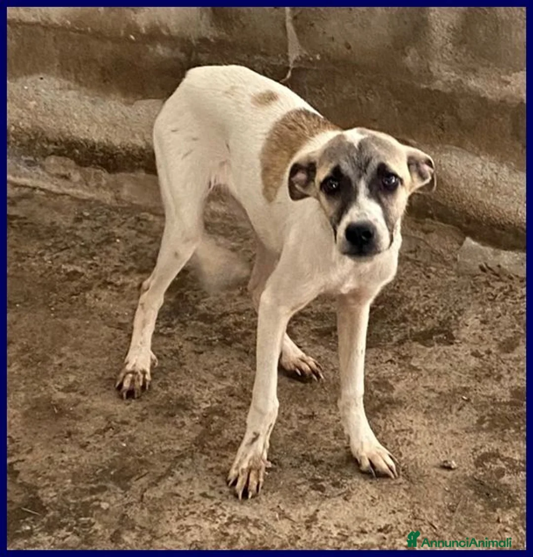 Meticcio cani in regalo: ROMA una timidina - Annuncio 2