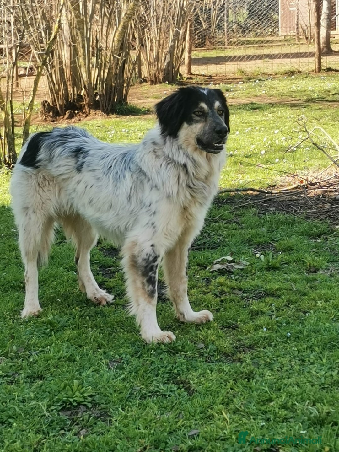 Meticcio cani in regalo: IL BEL MARZIO HA BISOGNO DI TE - Annuncio 2
