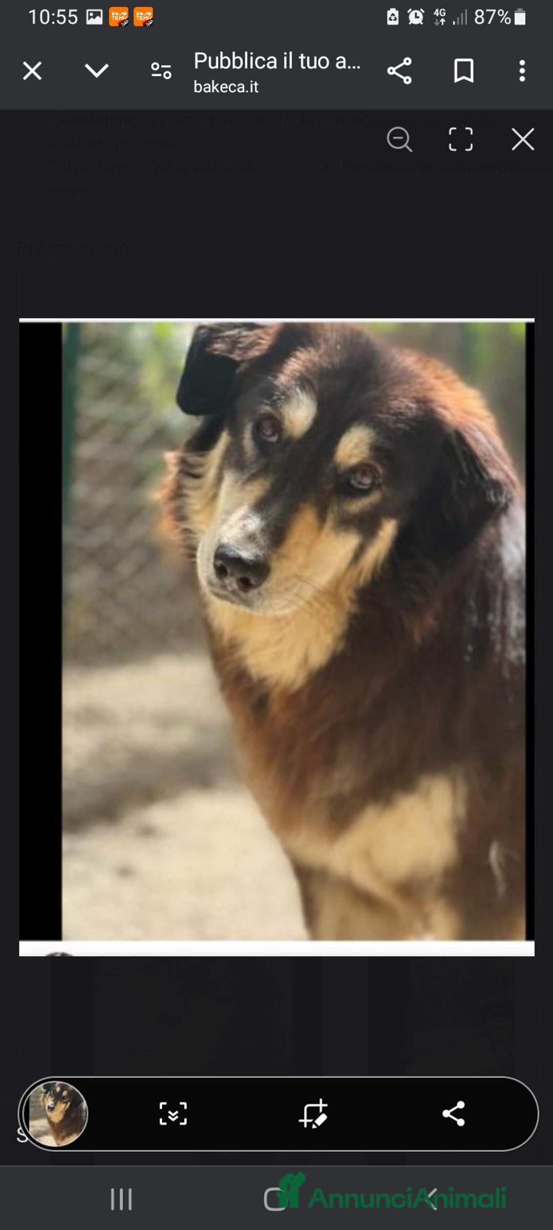 Meticcio cani in regalo: Lady 4anni,pelo lungo,tolta 2anni fa da 1lager SUD a Città metropolitana di Milano - Annuncio 3