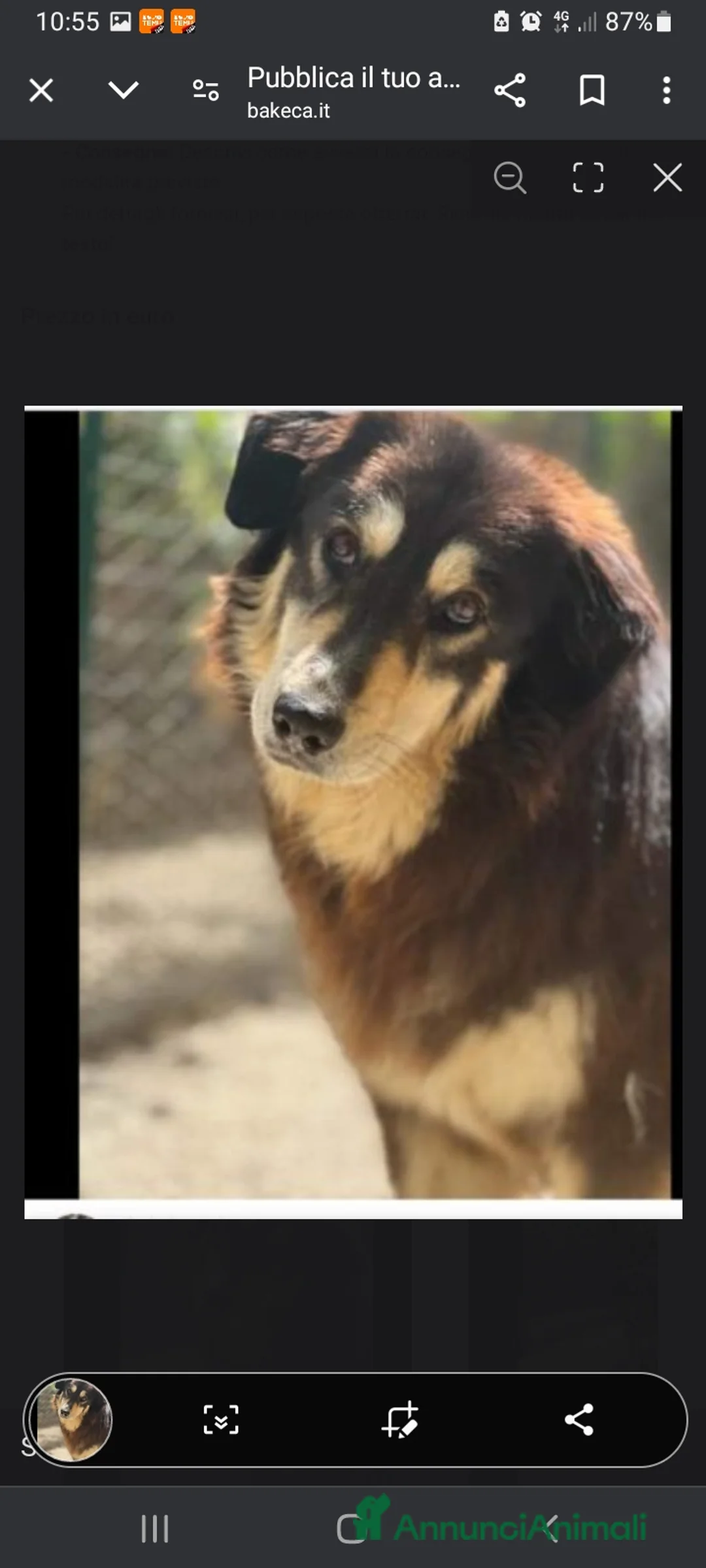 Meticcio cani in regalo: Lady 4anni,pelo lungo,tolta 2anni fa da 1lager SUD a Città metropolitana di Milano - Annuncio 3