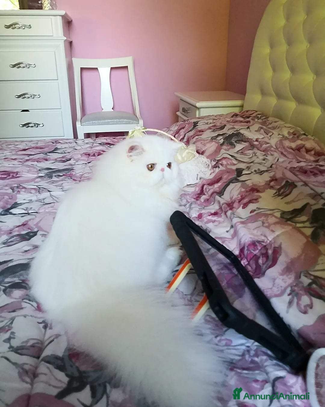 Persiano gatti in vendita: Persiani cuccioli  - Annuncio 5