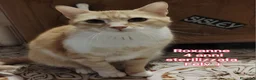 Europeo gatti in regalo: GATTINI SOLI ED ESCLUSI a Città Metropolitana di Genova - Annuncio 11