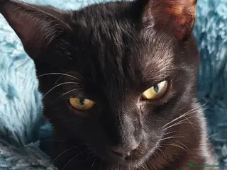 Europeo gatti PETER IL PANTERINO DOLCISSIMO - Annuncio 16