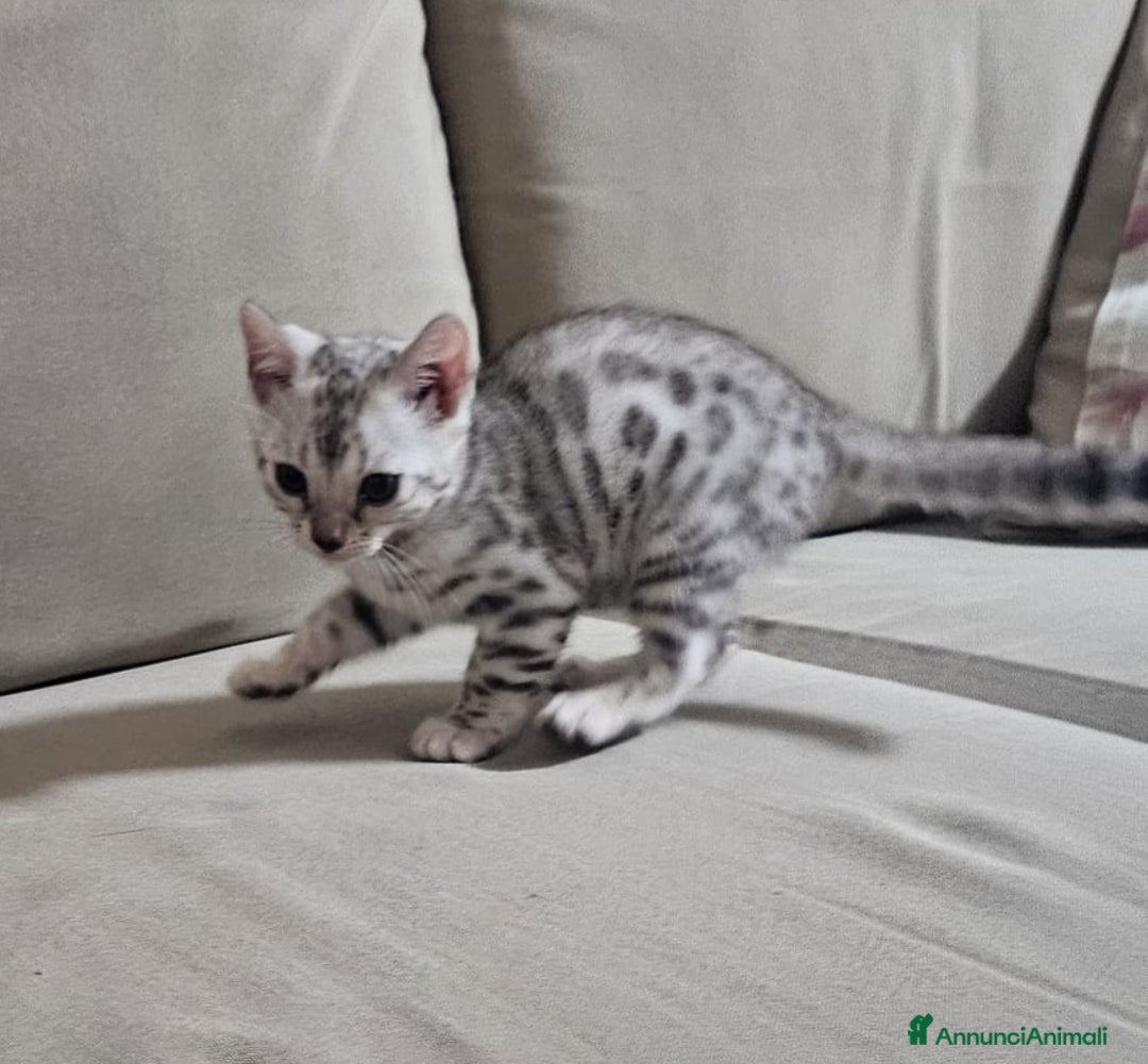 Bengala gatti in vendita: Gatto bengala  a Città metropolitana di Roma Capitale - Immagine 4