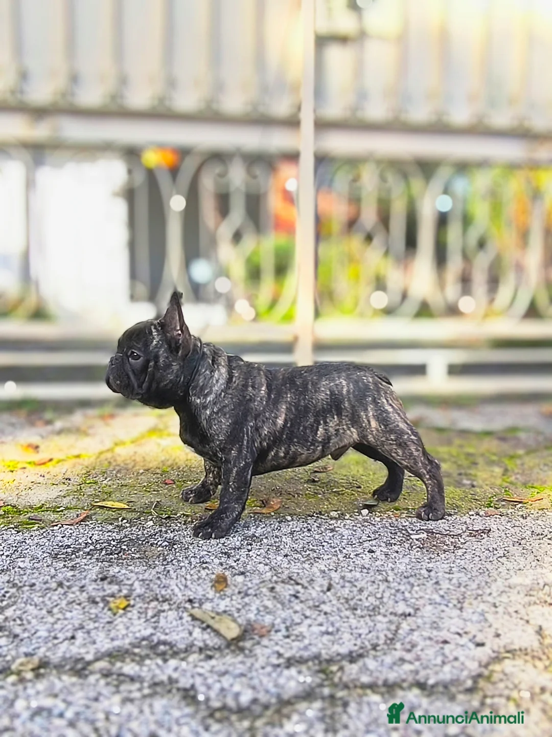 Bulldog Francese cani in vendita: Bulldog francese cuccioli enci a Provincia di Salerno - Annuncio 3