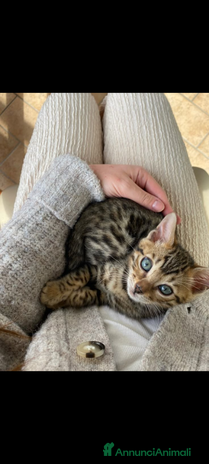 Bengala gatti Gatto bengala - Annuncio 2