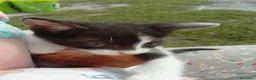 Meticcio gatti in regalo: Gattini  - Annuncio 4