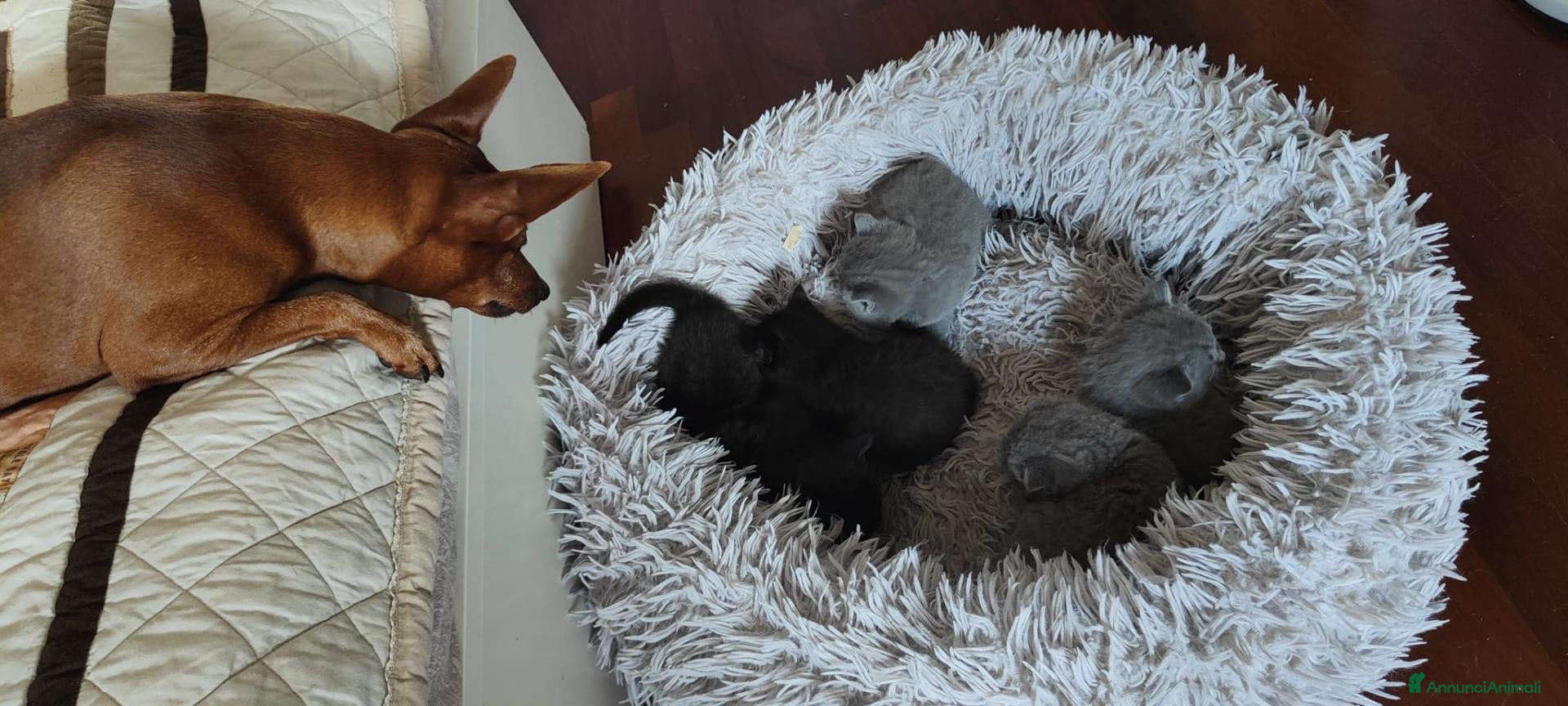 Scottish gatti Gattini Scottish Fold & Straight con Pedigree - Annuncio 2