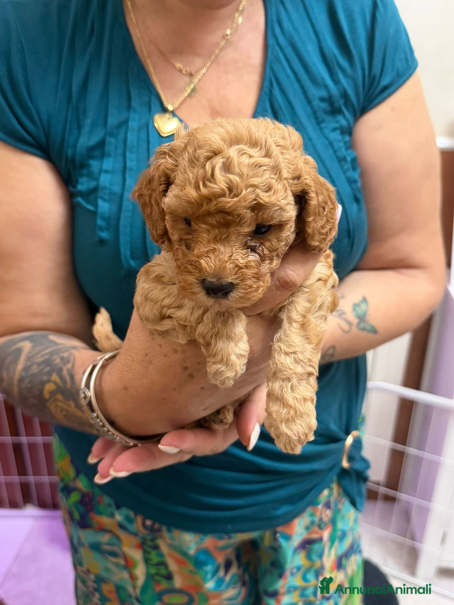 Barboncino Toy cani Cucciolata barboncini  - Annuncio 1