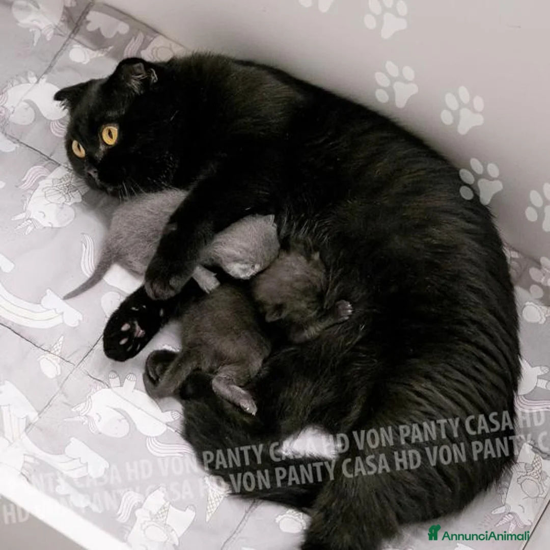 Scottish gatti in vendita: Cuccioli di Scottish Fold e Straight con Pedigree - Annuncio 2