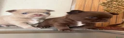 Chihuahua cani in vendita: Chihuahua pelo corto e pelo lungo  - Annuncio 4