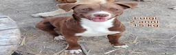 Meticcio cani in regalo: CANI TAGLIA PICCOLA E CONTENUTA  a Provincia di Pistoia - Annuncio 6