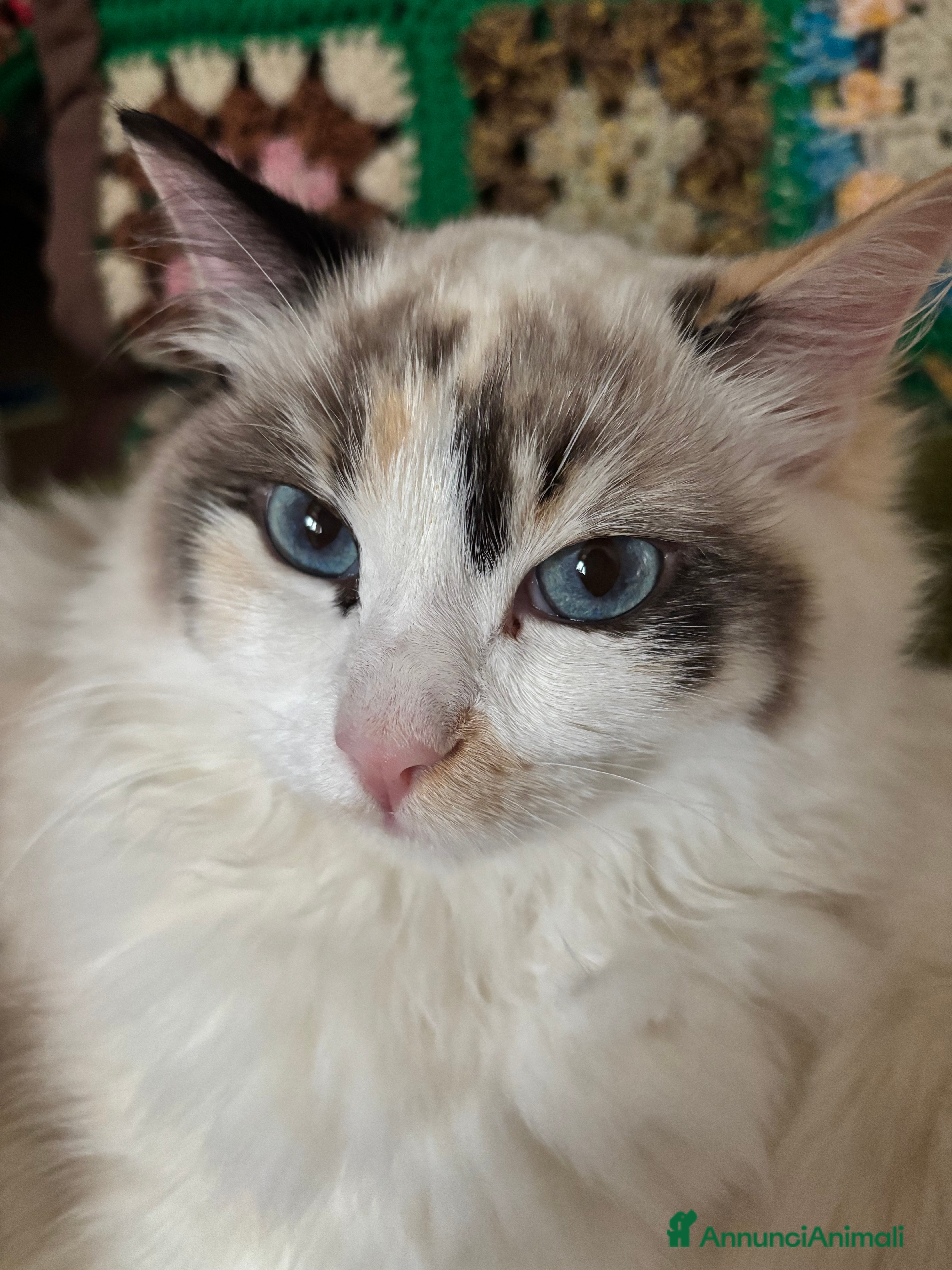 Ragdoll gatti Splendida gattina Ragdoll seal tortie mitted - Annuncio 14