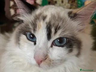 Ragdoll gatti Splendida gattina Ragdoll seal tortie mitted - Annuncio 14