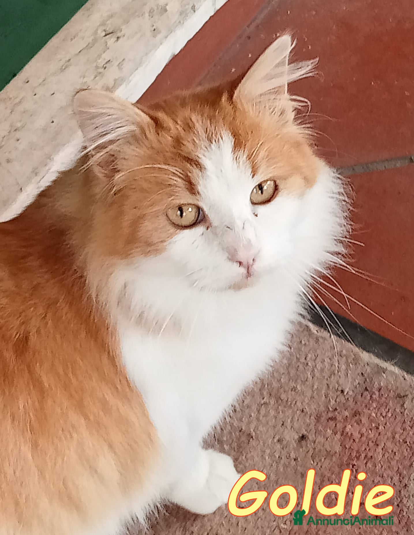 Europeo gatti GOLDIE STUPENDO MICETTO - Annuncio 23