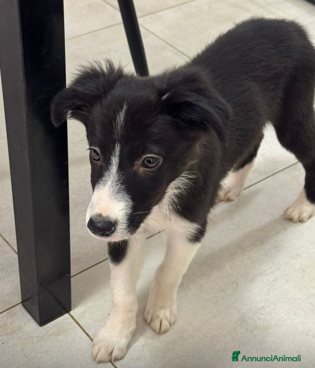 Border Collie cani in vendita: Border Collie - Annuncio 3