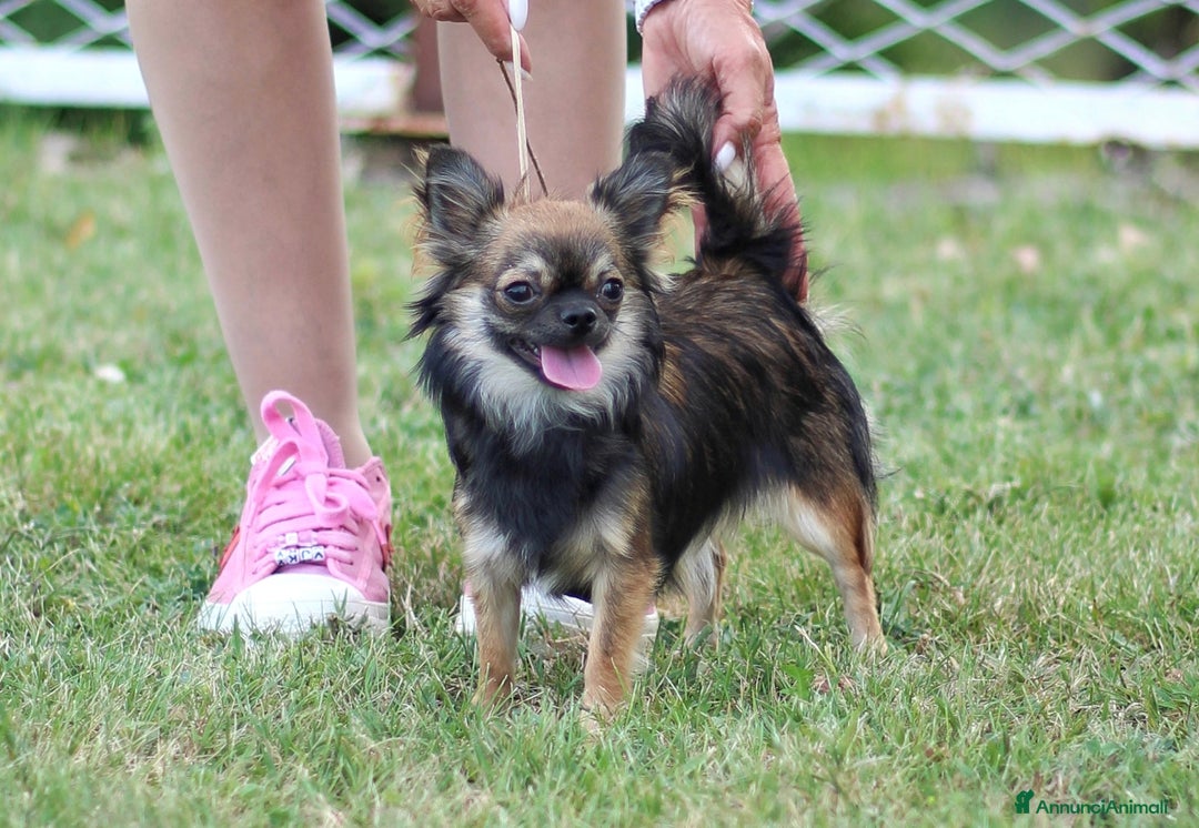 Chihuahua cani in vendita: Chihuahua micro bimba  a Provincia di Brescia - Immagine 3
