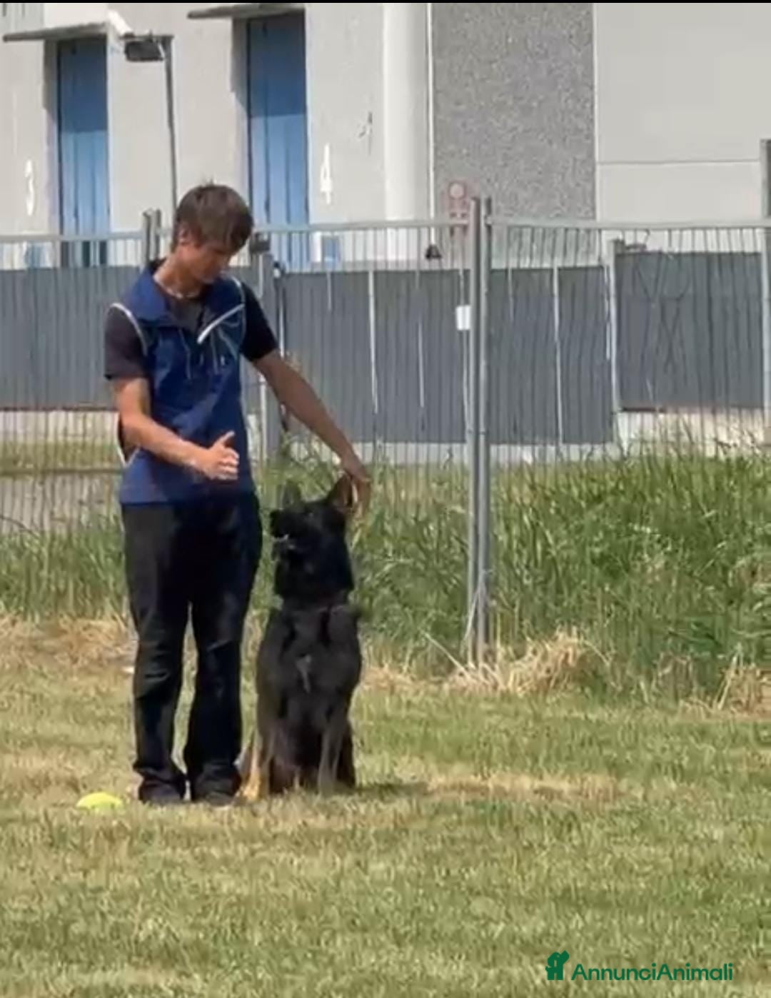 Pastore Tedesco cani per accoppiamento: Pastore Tedesco (Grigione) disponibile per monta a Provincia di Monza e della Brianza - Immagine 4