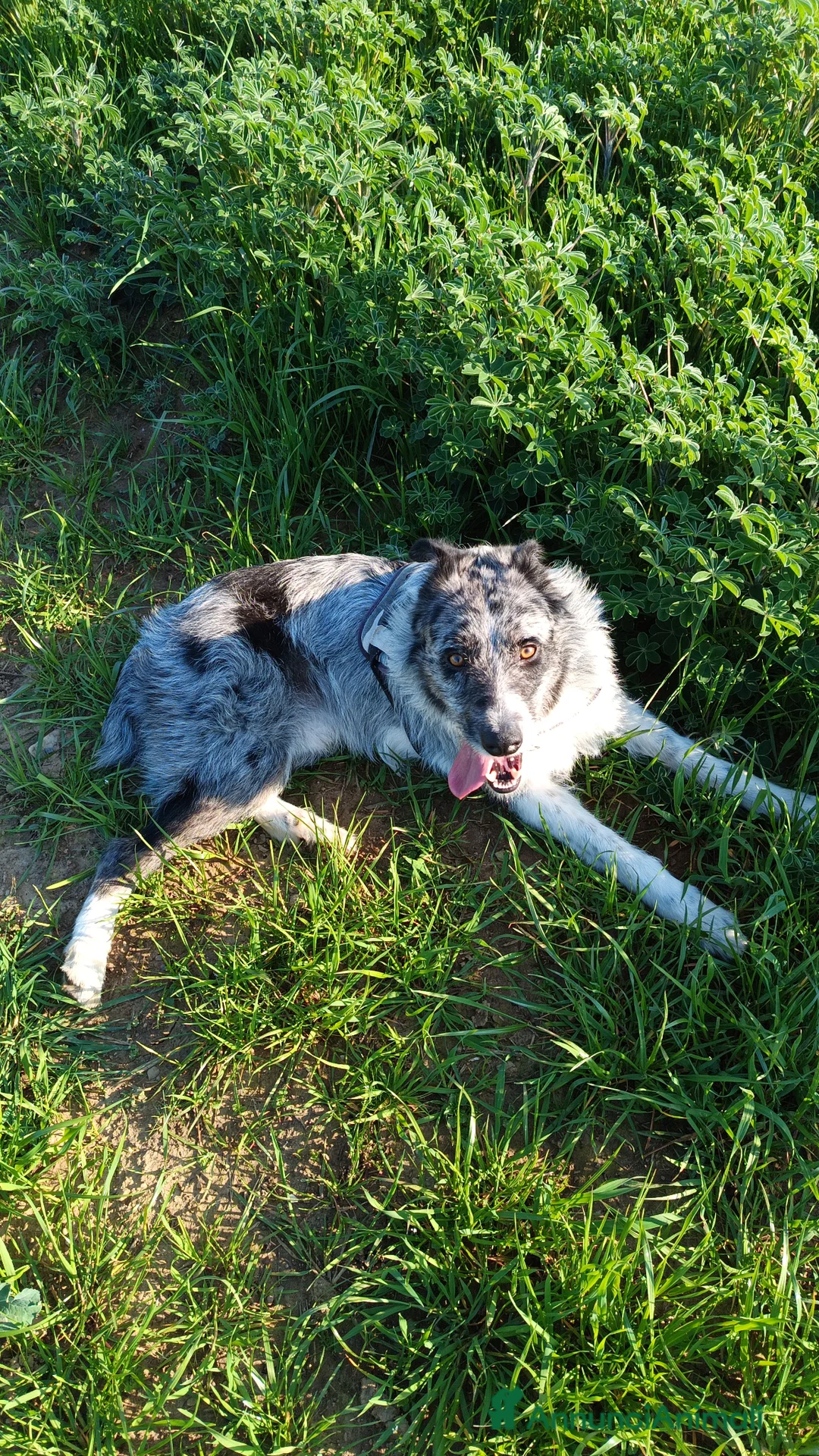 Meticcio cani in regalo: Meticcio BorderCollie Pastore d'oropa(Piemontese)  a Provincia di Varese - Annuncio 2