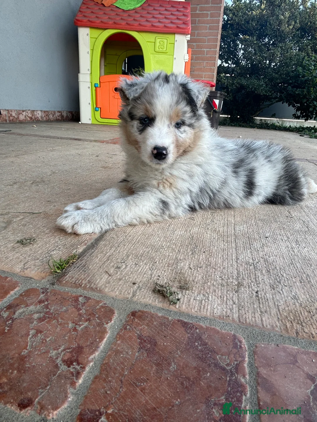 Australian Shepherd cani in vendita: Cucciolo pastore australiano  - Annuncio 2