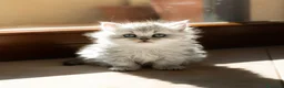 Persiano gatti in vendita: Cucciolata persiani Chinchilla  - Annuncio 12