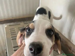 Meticcio cani LA TENERA SELENE ASPETTA TE - Annuncio 2