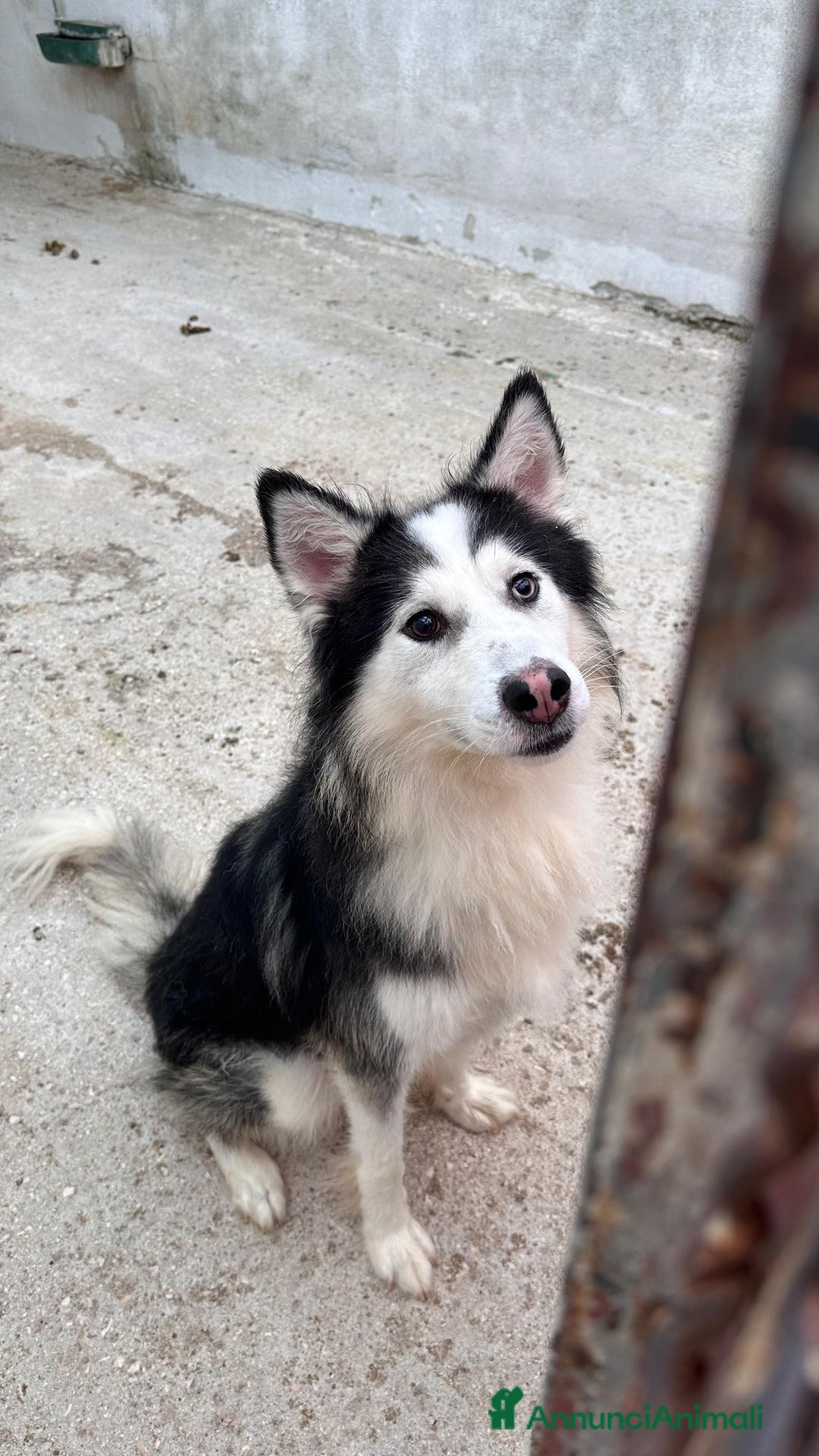 Husky cani in regalo: Una nuova vita per Wolf, husky bellissimo - Annuncio 3