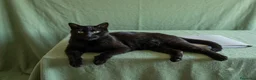 Europeo gatti in regalo: Giovane gatto nero cerca casa - Annuncio 2