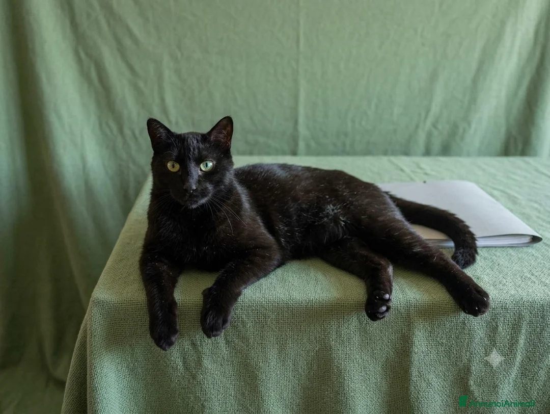 Europeo gatti in regalo: Giovane gatto nero cerca casa - Annuncio 2