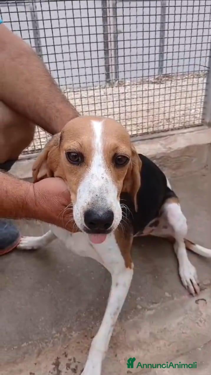 Beagle cani Toby, Beagle dal cuore grande - Annuncio 21