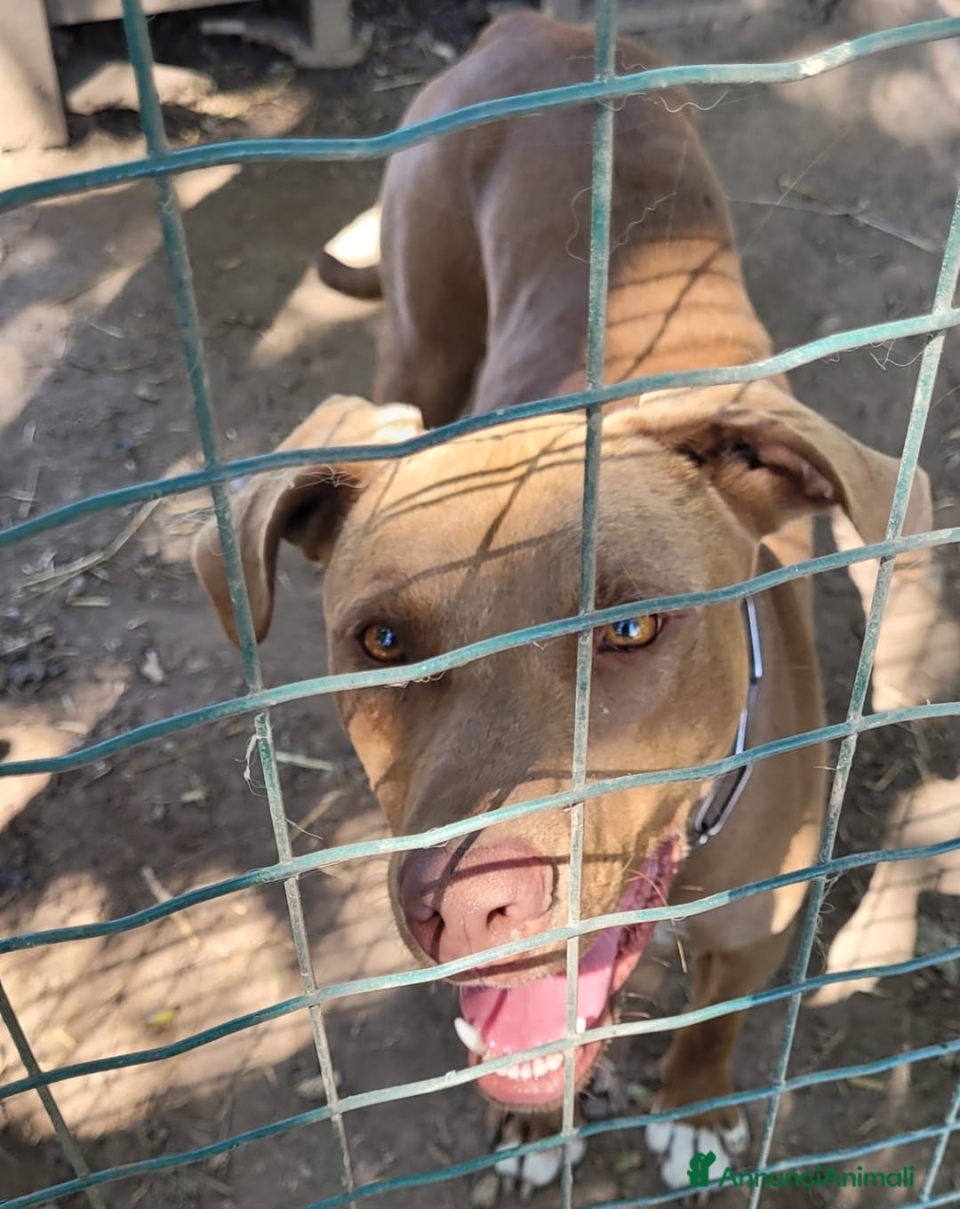 Pitbull cani in regalo: Splendido pitbull Red Nose - ZORO a Città metropolitana di Milano - Annuncio 6
