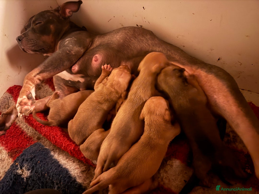 Pitbull cani in vendita: Cuccioli Pit Bull con Pedigree anche a rate - Annuncio 34